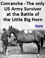 As a tribute to his service and bravery, the war horse Comanche was never ridden again. He was stabled at Fort Riley, and would periodically be paraded by the US Army. He lived to the age of 29, and when he died his body was mounted and put on display at the University of Kansas, where it stands to this day.